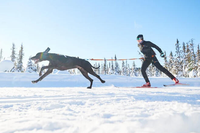 Authorized non-stop dogwear retailer for dog harnesses, dog jackets, dog leashes, dog booties, dog life jackets, dog collars, skijoring belts, and bikejoring equipment.