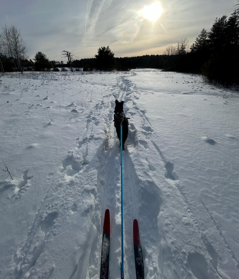 Retailer for Dog Powered Activities like Skijoring, Bikejoring, Canicross, Hiking, Camping, and Paddling with your Dog. Non-stop Dogwear Retailer supplier of dog harnesses, leashes, collars, dog beds, dog booties, dog PFDs, dog jackets, and other dog supplies.
